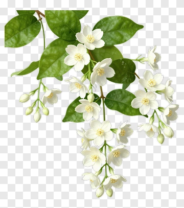 White Flowering Plant With Green Leaves PNG