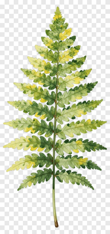 Watercolor Green Fern Leaf PNG