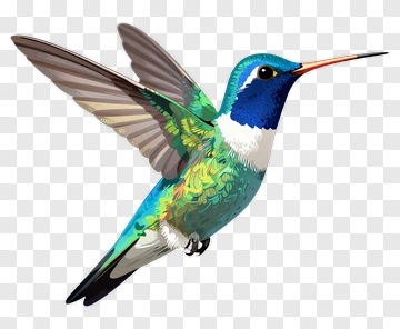 Colorful Hummingbird In Flight PNG