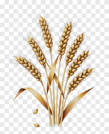 Wheat Sheaf With Golden Grains PNG