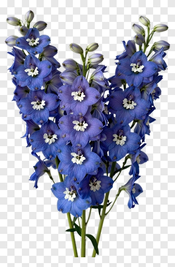 Blue Delphinium Flower Bouquet PNG
