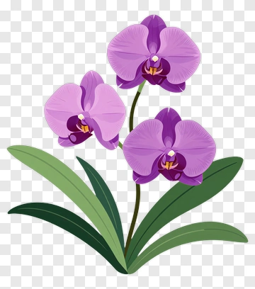 Purple Orchid Flower PNG
