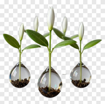 Plants Growing In Water Droplets PNG