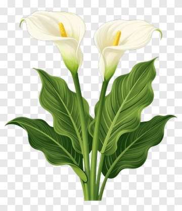 Calla Lily Flower Arrangement PNG