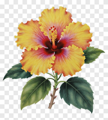 Colorful Hibiscus Flower PNG