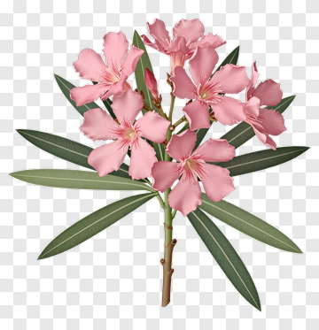 Pink Oleander Flower Bouquet PNG