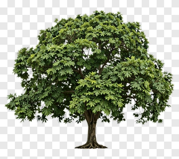 Green Tree PNG