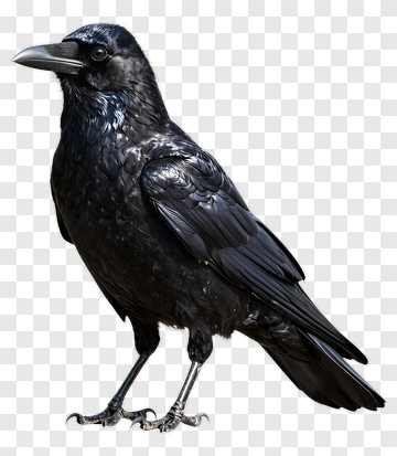 Realistic Black Raven Standing PNG