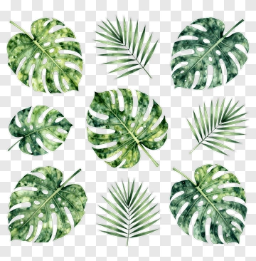 Collection Of Green Tropical Leaves PNG