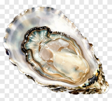 Open Oyster With Pearl PNG