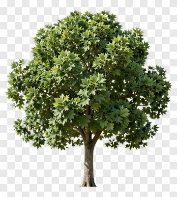 Realistic Tree With Lush Green Foliage PNG