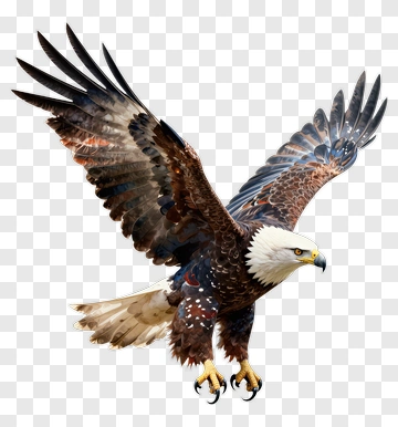 Bald Eagle In Flight PNG
