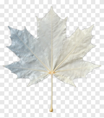 White Maple Leaf PNG