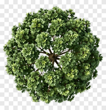 3D Green Tree PNG