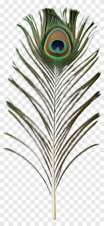 Peacock Feather PNG