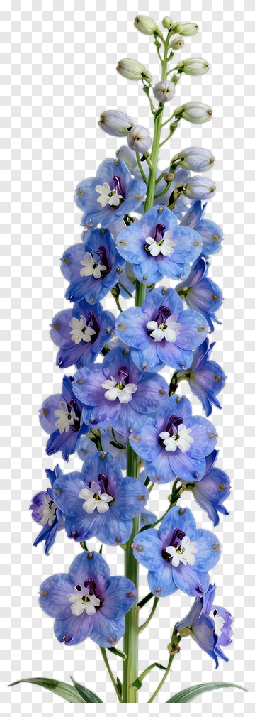Blue Orchid Flower PNG