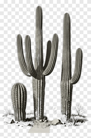 Cactus Group In A Desert Landscape PNG