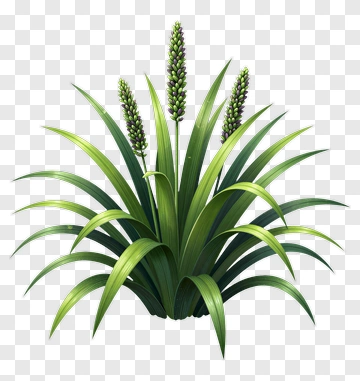 Realistic Green Grass Plant With Flower Spikes PNG