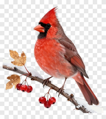 Red Cardinal Perched On A Branch With Berries PNG
