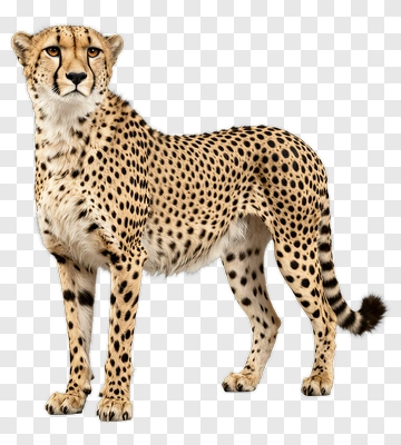 Cheetah Standing In A Natural Pose PNG