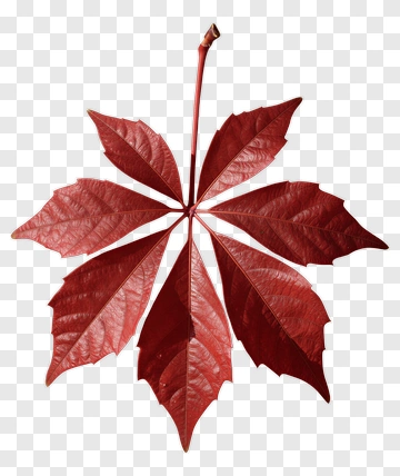 Red Maple Leaf PNG
