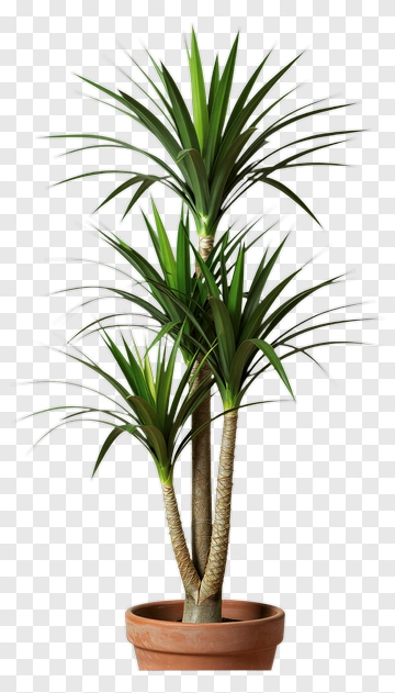 Potted Green Plant With Long Leaves PNG