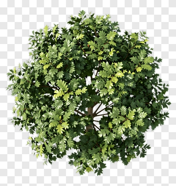 Green Tree PNG