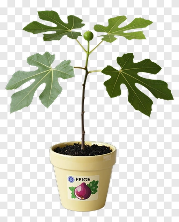 Fig Tree In A Pot PNG