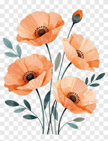 Colorful Poppy Flower Bouquet PNG