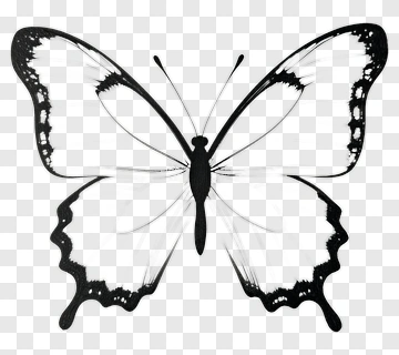 Black Butterfly With Intricate Wing Patterns PNG