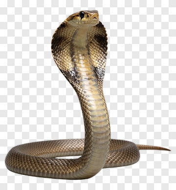 Cobra Snake PNG