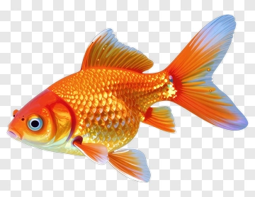Colorful Goldfish Swimming PNG