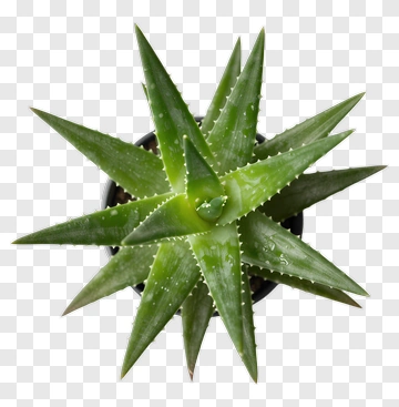 Aloe Vera Plant In A Pot PNG