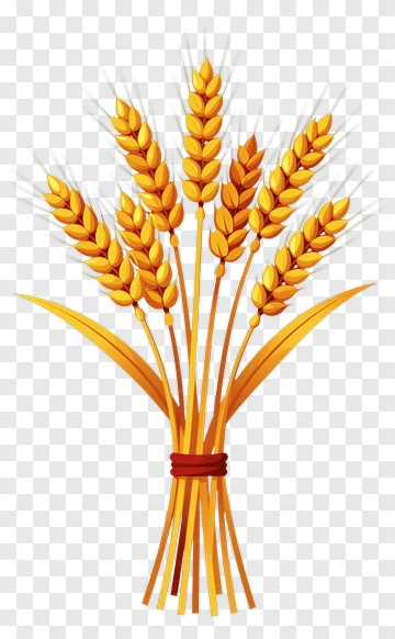 Bundle Of Wheat Ears PNG