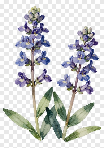 Watercolor Bluebonnet Flower PNG
