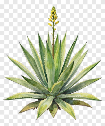 Agave Plant With Yellow Flowering Spike PNG
