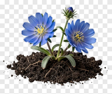 Blue Flowers Growing In Soil PNG