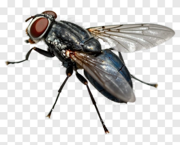 Close-Up Image Of A Fly PNG