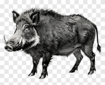 Wild Boar Illustration PNG