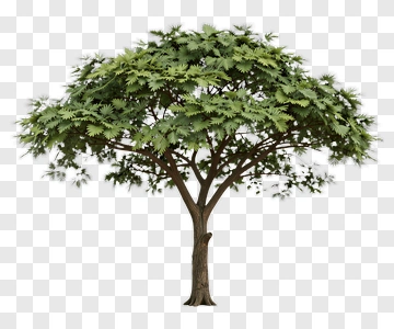 Green Tree With Lush Foliage PNG