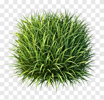 Green Grass Bush PNG