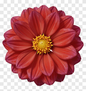 Red Flower With Yellow Center PNG