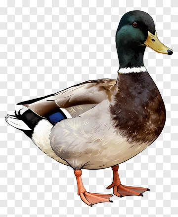 Mallard Duck Standing PNG