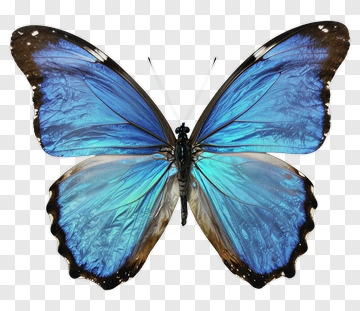 Blue Butterfly PNG