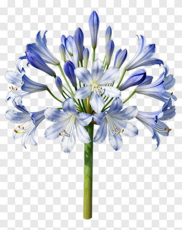 Blue Agapanthus Bouquet PNG