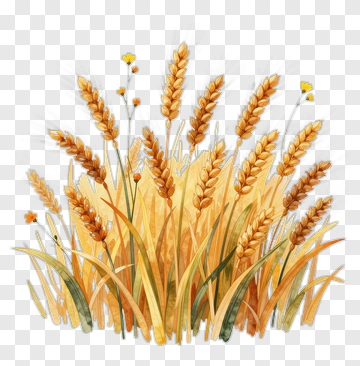 Wheat Field With Golden Stalks And Green Leaves PNG