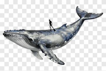 Surfer Riding A Whale PNG