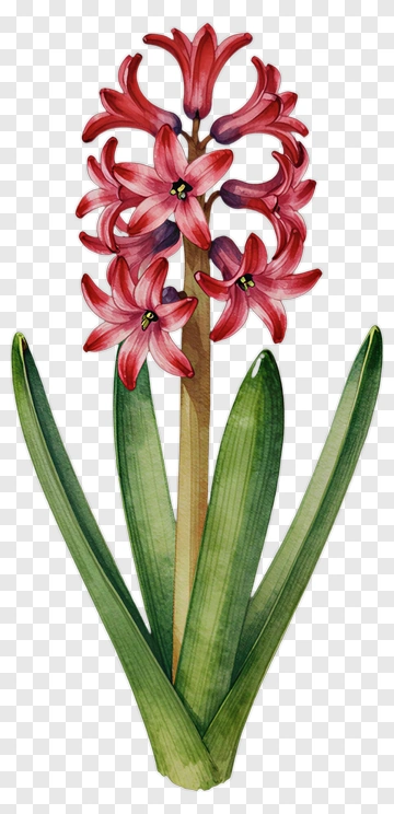 Colorful Hyacinth Flower PNG