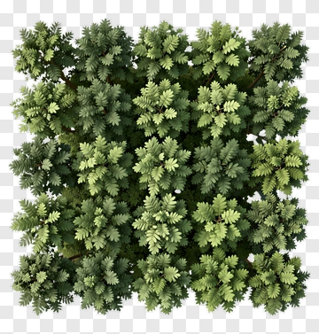 Top View Of A Dense Green Tree Canopy PNG