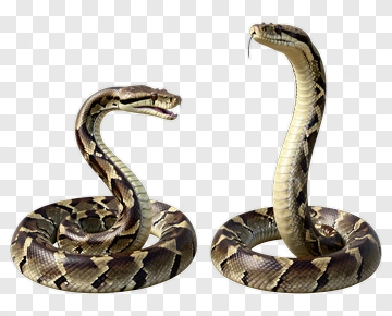 Realistic Python Snake Coiled And Standing PNG